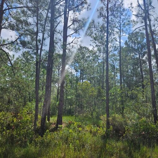 6678 Balboa Blvd, Sebring, FL 33872