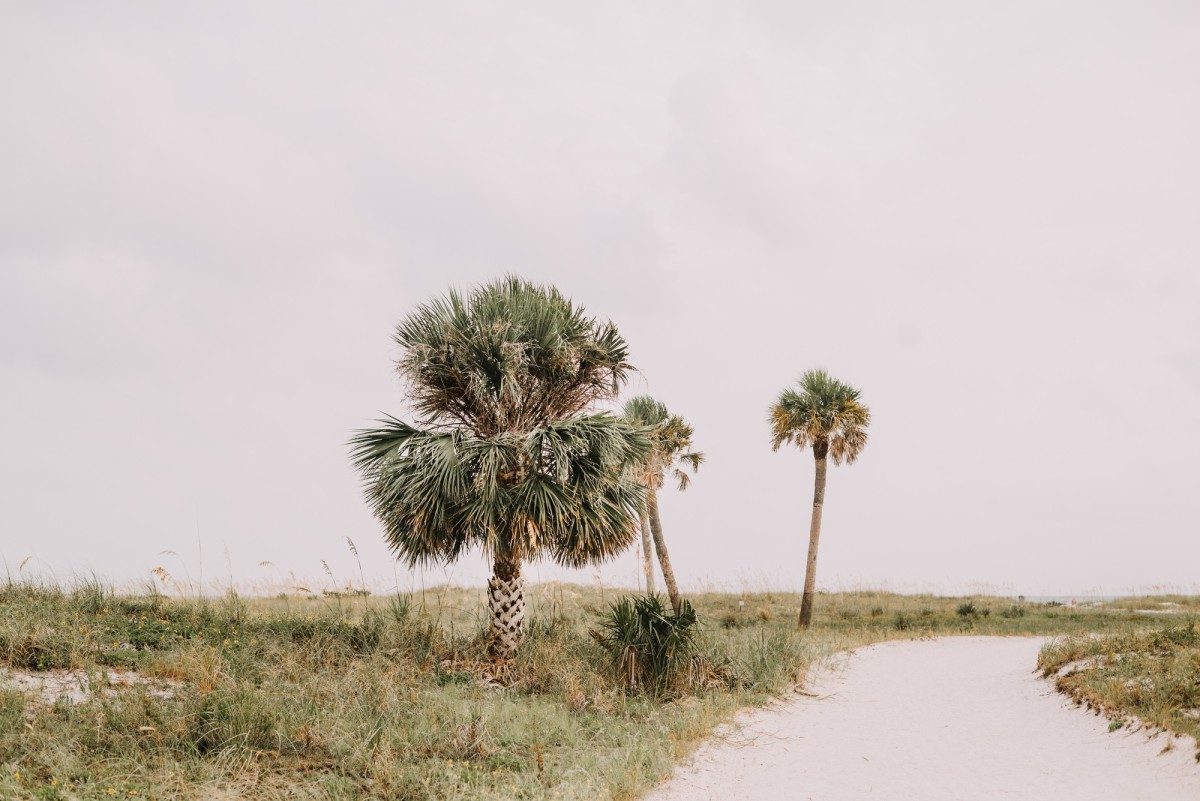 Palm trees on the beach in Florida
