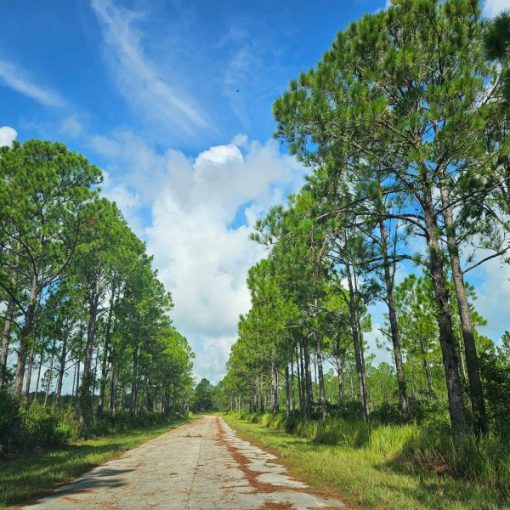 8000 Carillo Dr, Sebring, FL 33872